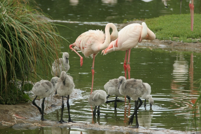 Zoo de Bale - 096